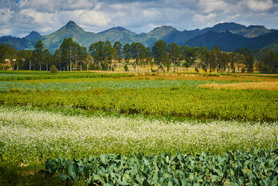 Myanmar 140