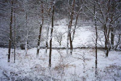 Winterwald