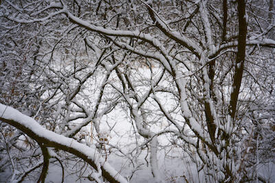 Winterwald III