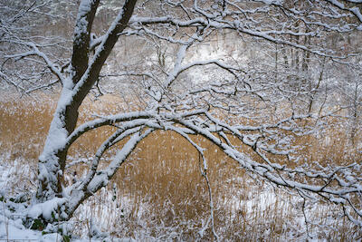 Winterwald IV