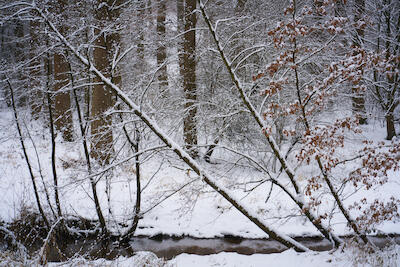Winterwald V