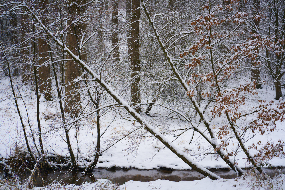 Winterwald V