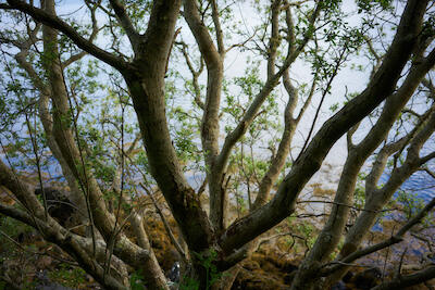 Schottland 35