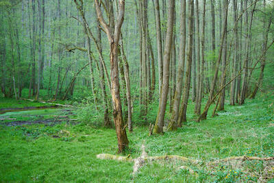 Frühlingswald 