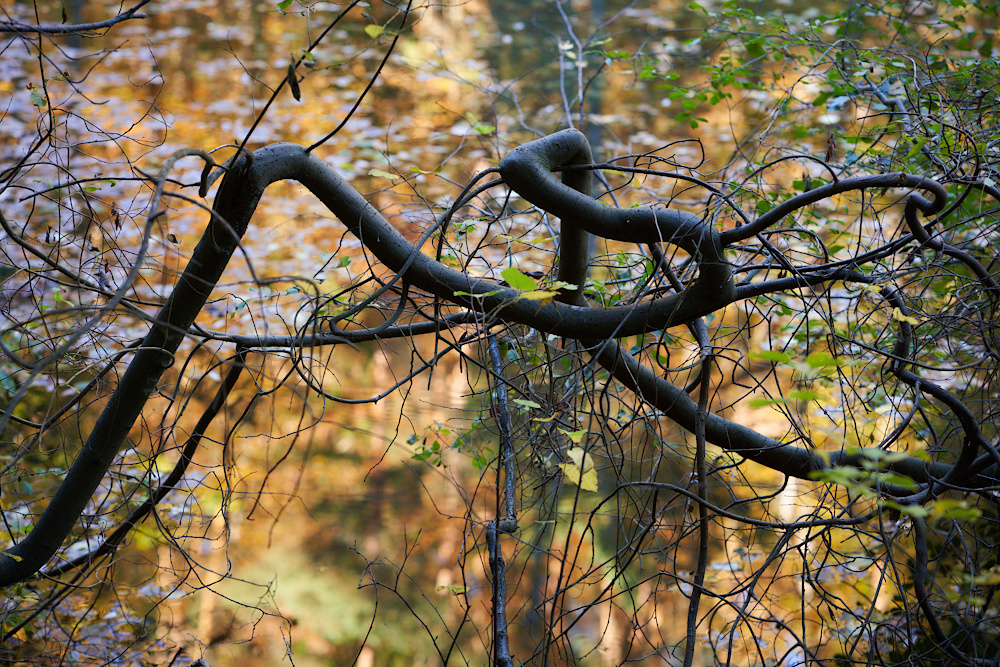 Herbstweiher