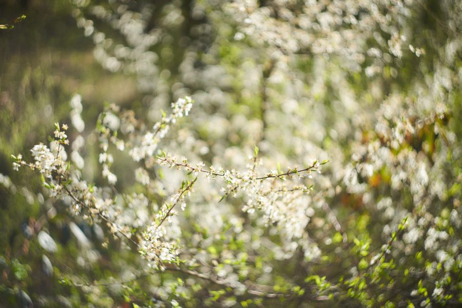 Beschwingter Frühling