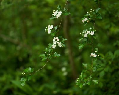 Blüten II