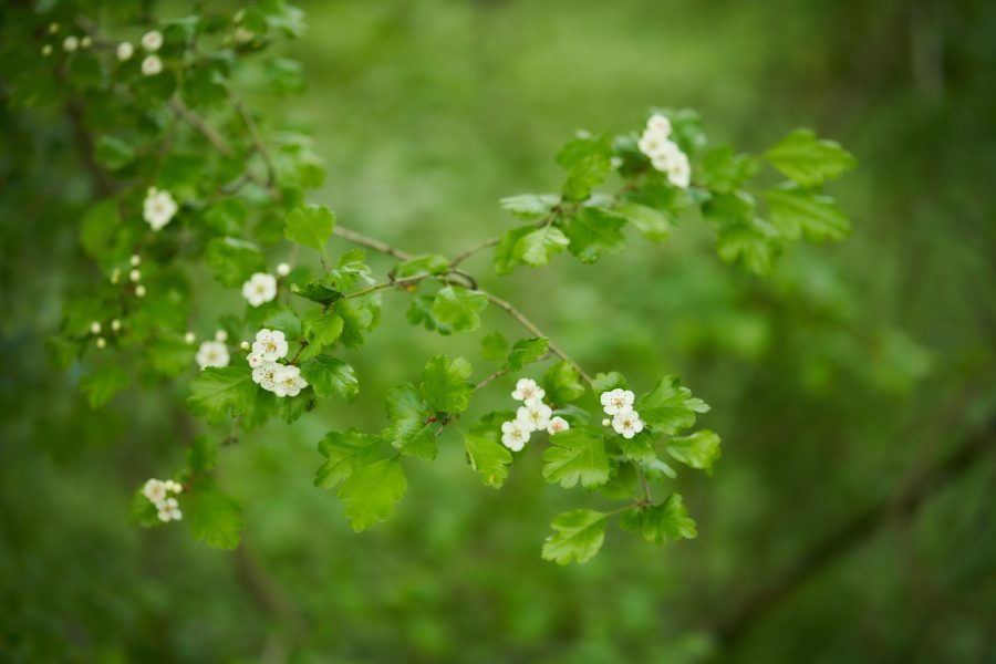 Blüten