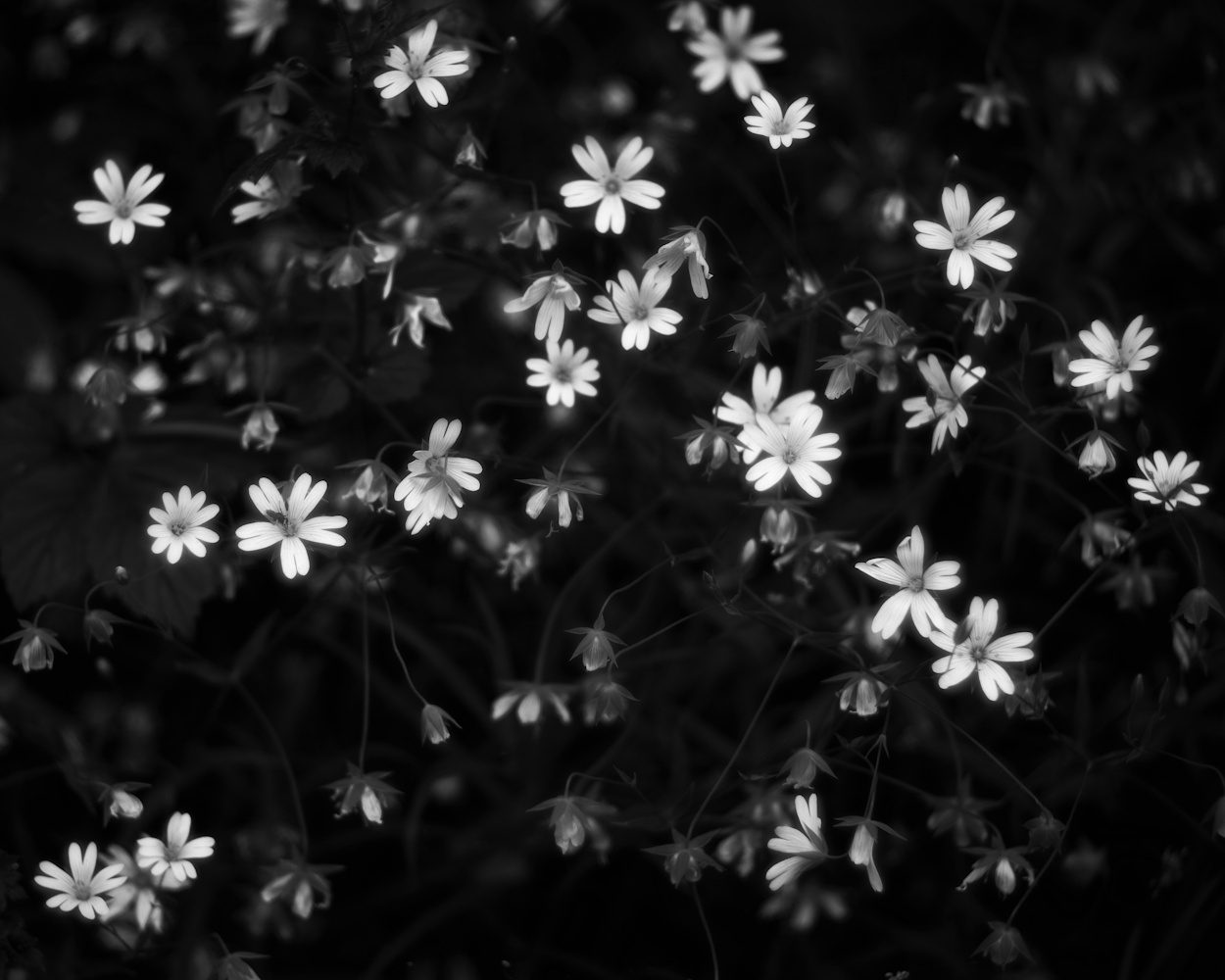 Blumen II
