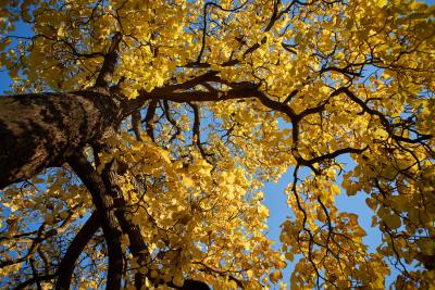 Herbst
