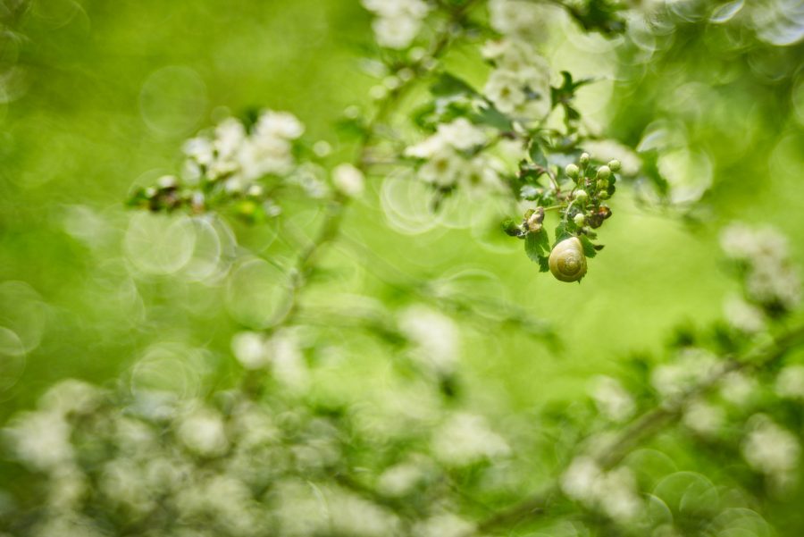 Schnecke im Traumland