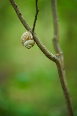 Schnecke