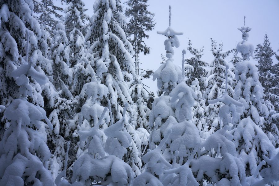 Schneebedeckt