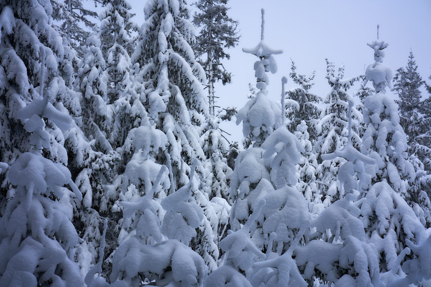 Schneebedeckt