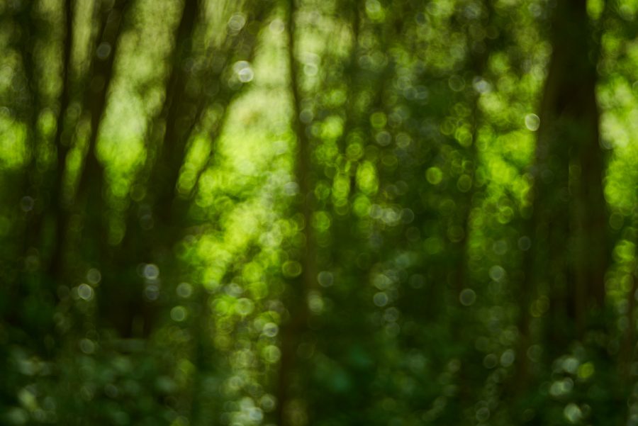Sonniger Wald
