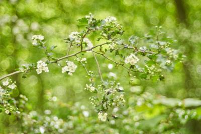 Sprudelnder Frühling II