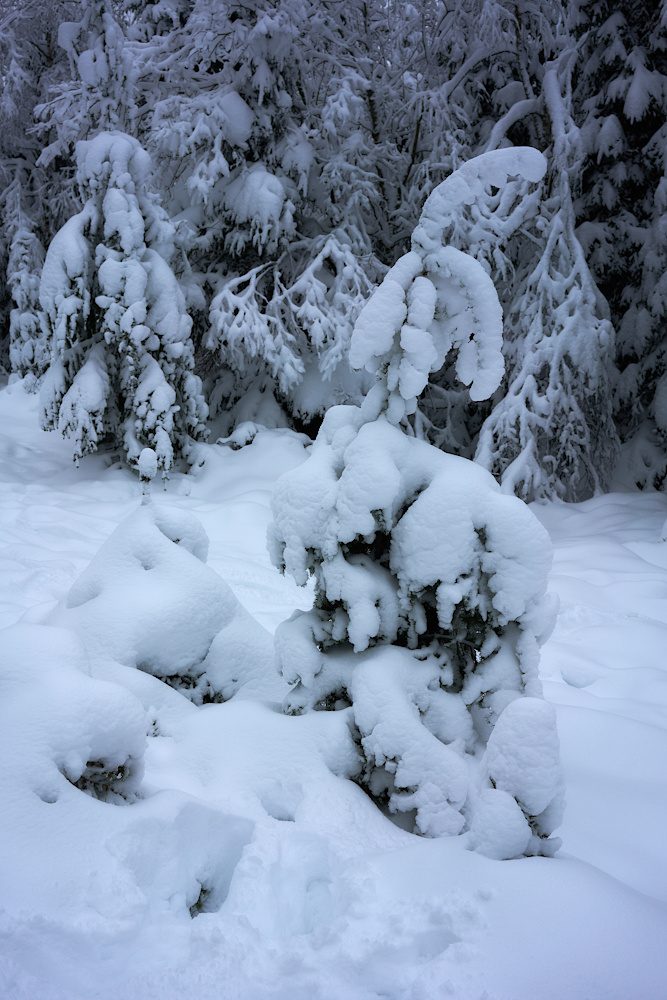 Weißer Schwarzwald