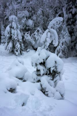 Weißer Schwarzwald