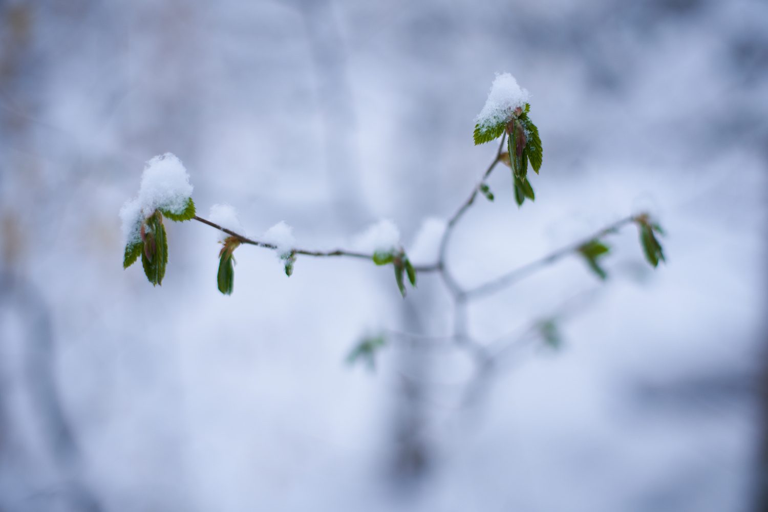 Der Winter ist zurück