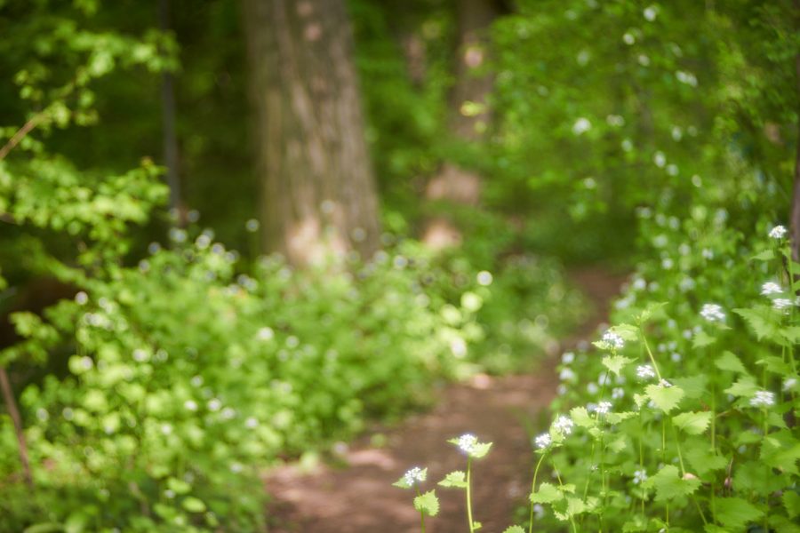 Spaziergang im Frühlingswald