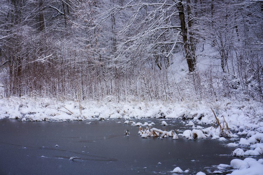 Winter am Weiher