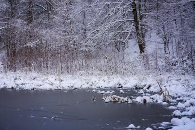 Winter am Weiher