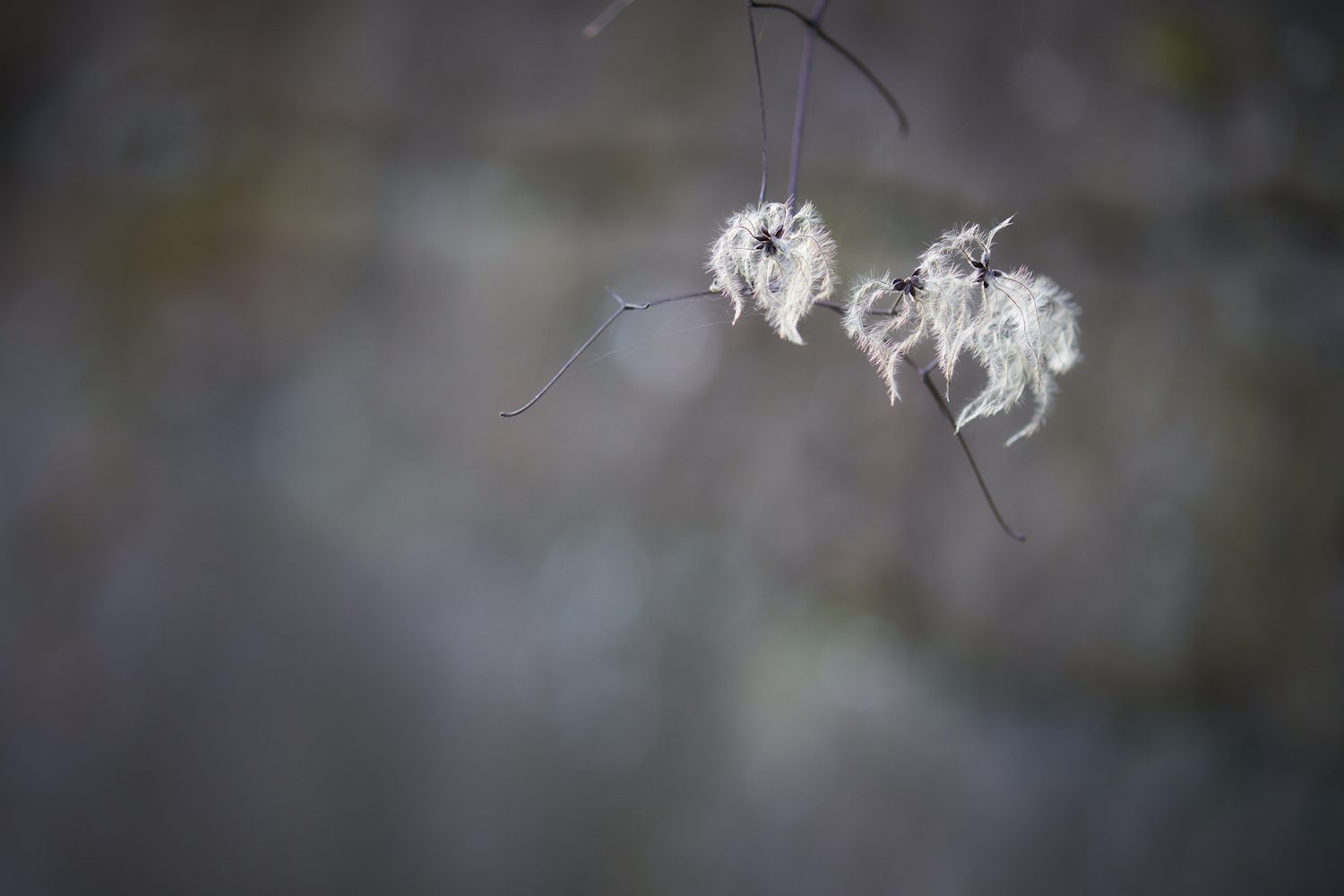 Winter-Schönheit