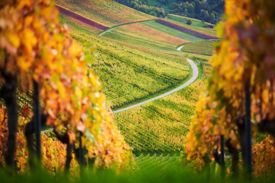 Durch den Weinberg