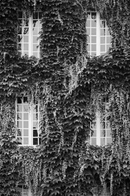 Efeu-Fenster