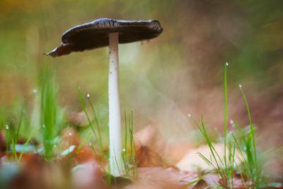 Pilz