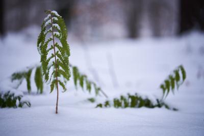 Aufrecht im Schnee