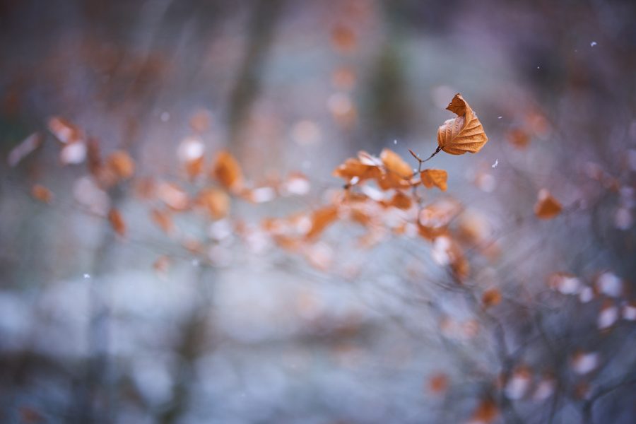 Das Blatt II