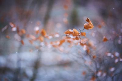 Das Blatt II