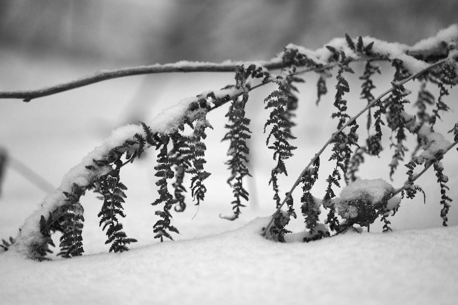 Farn im Winter