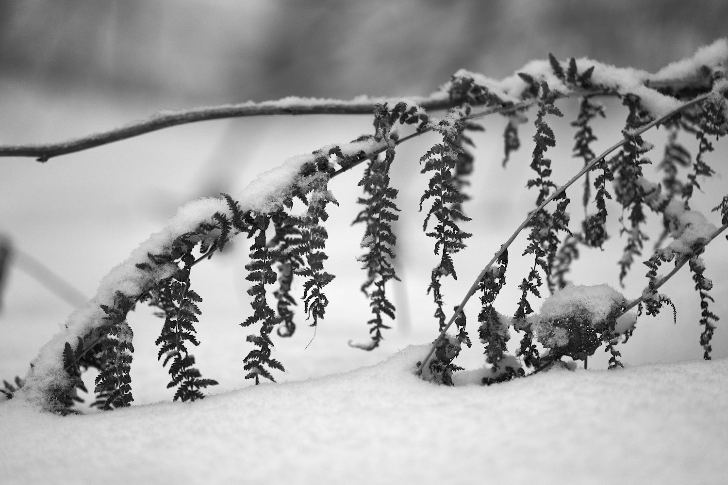 Farn im Winter