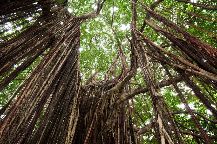 Banyan
