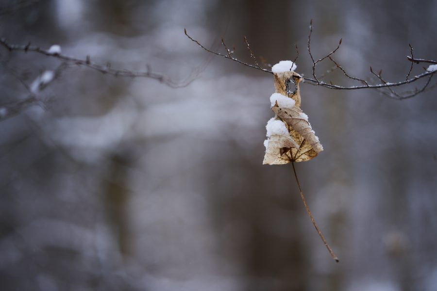 Das Blatt, das nicht fallen will