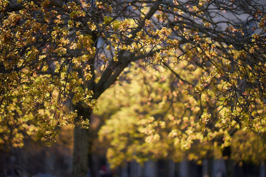Frühling in der Stadt