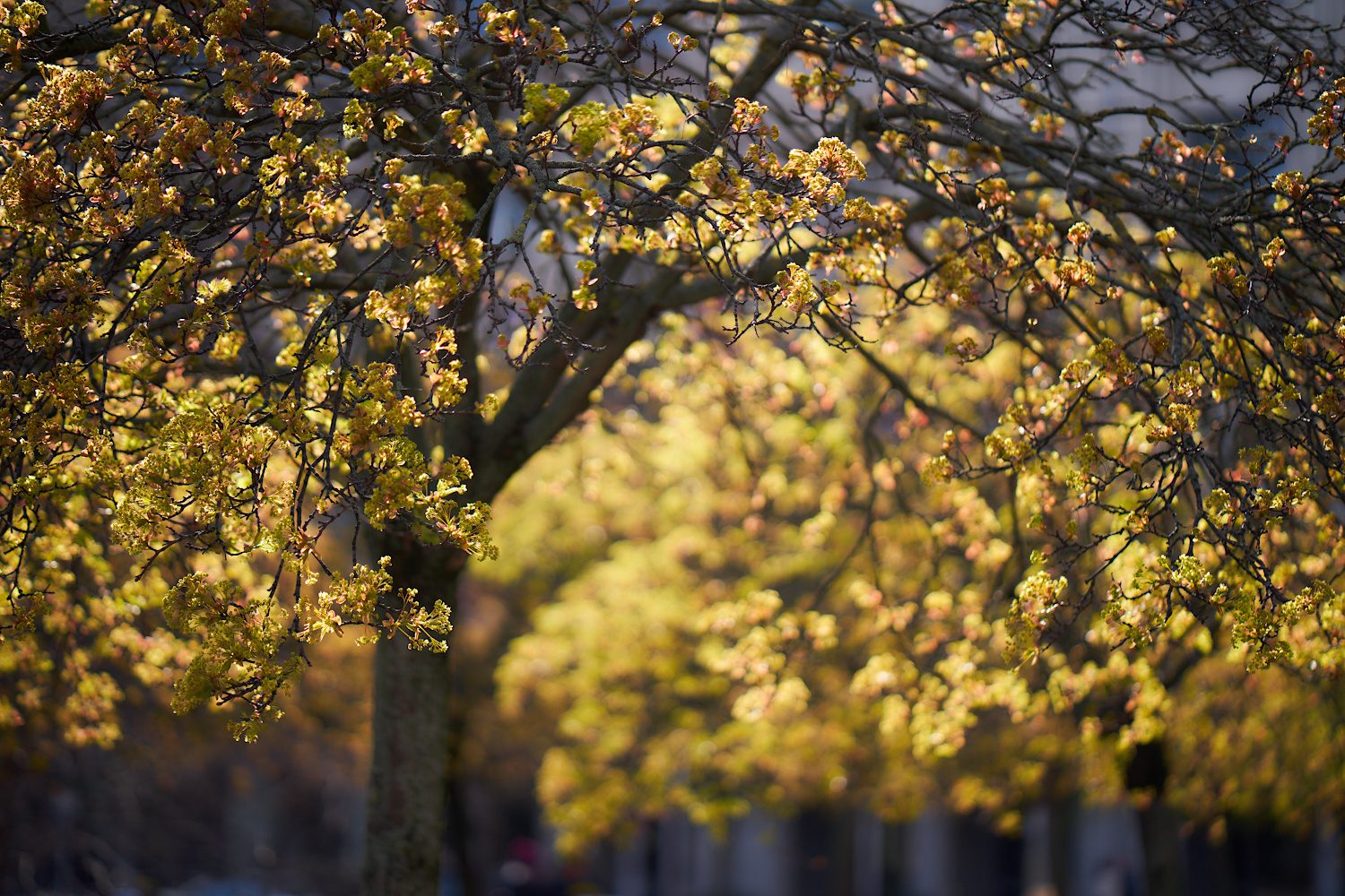 Frühling in der Stadt