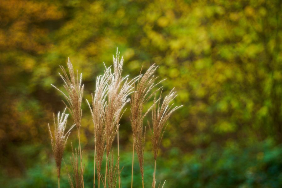 Gras im Herbst