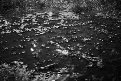 Weiher in monochrom