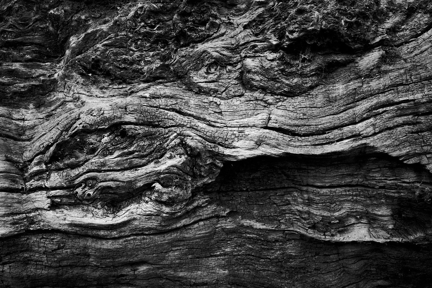 Holz