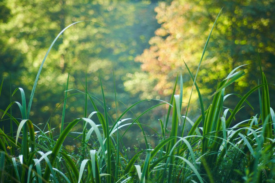Die letzten Tage des Sommers
