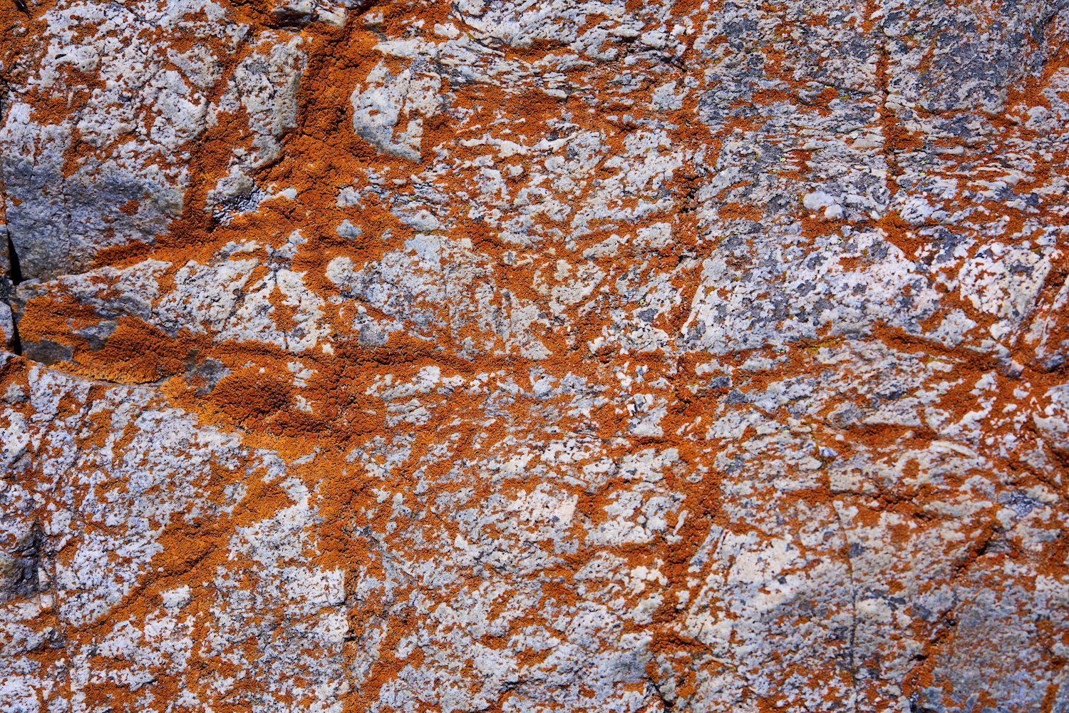 Flechtenkunst