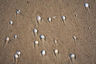 Muschelrennen