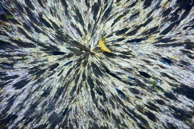 Radial