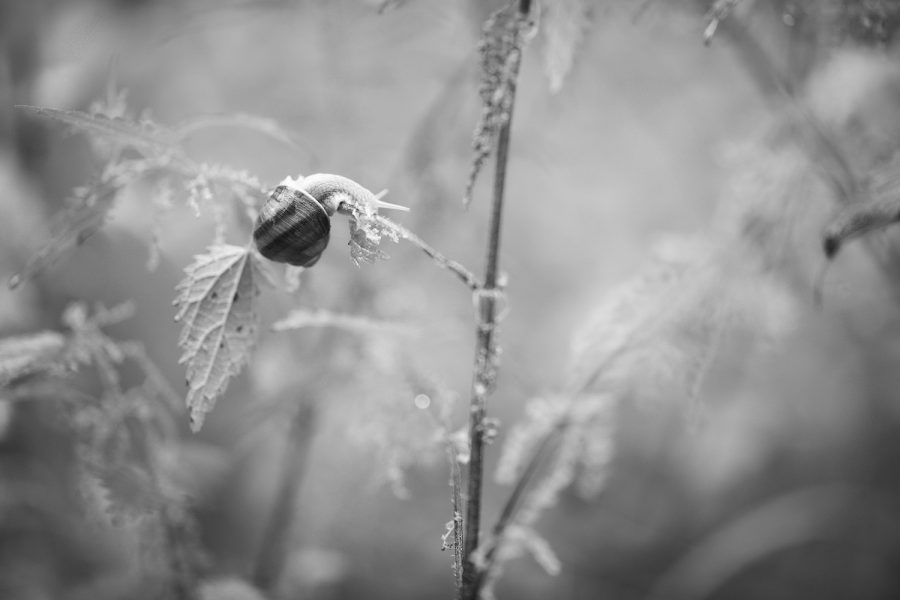 Schnecke in den Nesseln