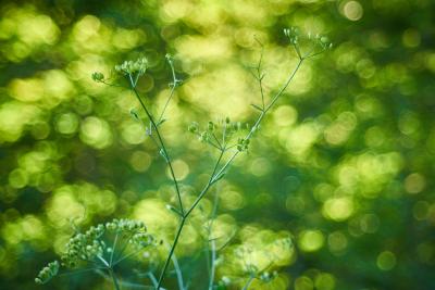 Wahrscheinlich Pastinake