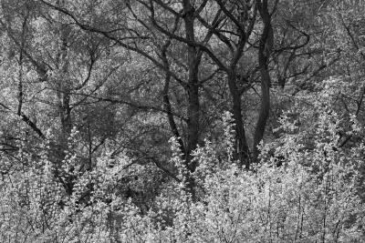 Waldstrukturen