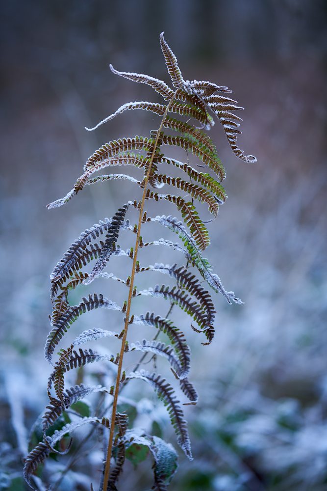 Winterschönheit